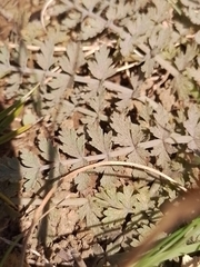 Gingidia enysii