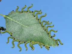 Pristiphora testacea