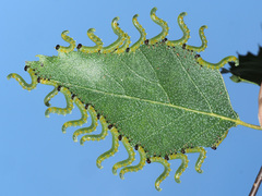 Pristiphora testacea