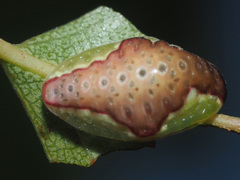 Heterogenea asella