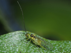 Stenopsocidae