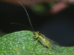 Stenopsocidae