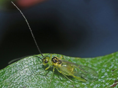 Stenopsocidae