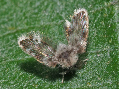 Clytocerus splendidus