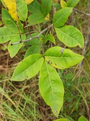 Searsia pyroides pyroides