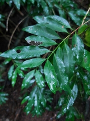 Coffeeae