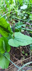 Aristolochia rotunda