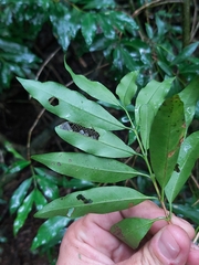 Coffeeae