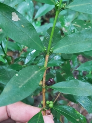 Coffeeae