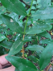 Coffeeae