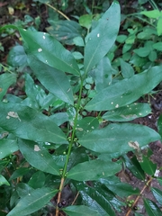 Coffeeae