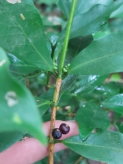 Coffeeae