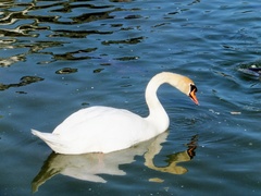 Cygnus olor