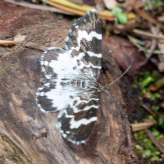 Trichodezia californiata