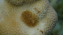 Phestilla lugubris
