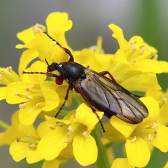 Bibioninae