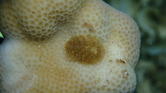 Phestilla lugubris