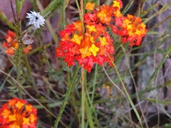 Gnidia chrysantha
