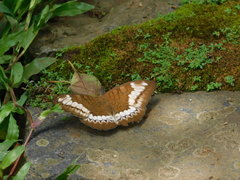 Tanaecia trigerta