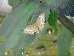 Tanaecia palguna
