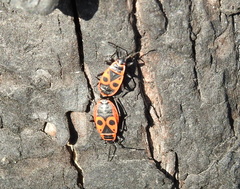 Pyrrhocoris apterus