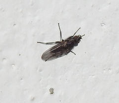 Diptera