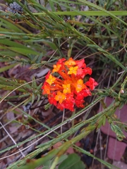 Gnidia chrysantha