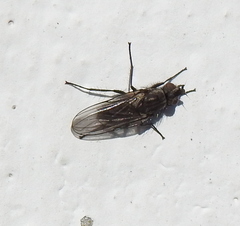 Diptera
