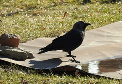 Corvus monedula