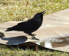Corvus monedula