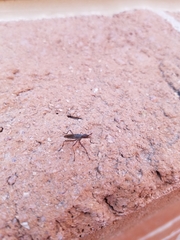 Neriidae