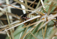 Chlorochroa opuntiae