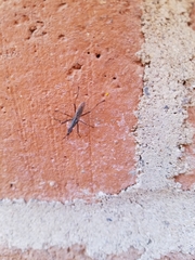 Neriidae
