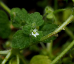 Veronica panormitana