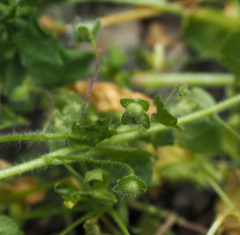 Veronica panormitana