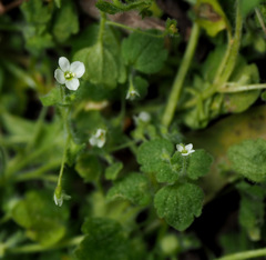 Veronica panormitana