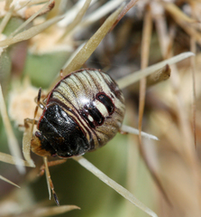 Chlorochroa opuntiae