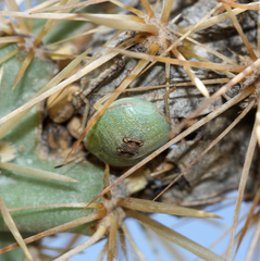 Chlorochroa opuntiae