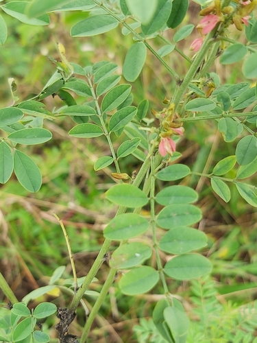 Indigofera arrecta