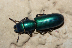 Temnoscheila aerea