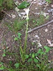 Zephyranthes atamasco