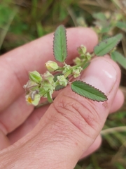 Sida alba