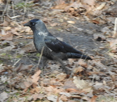 Corvus monedula