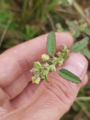 Sida alba