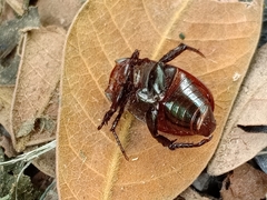 Anomala antiqua