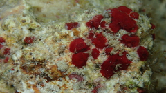 Homotrema rubrum