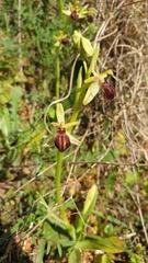 Ophrys sphegodes grammica