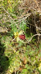 Ophrys sphegodes grammica