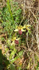 Ophrys sphegodes grammica