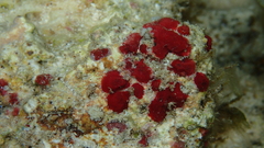 Homotrema rubrum
